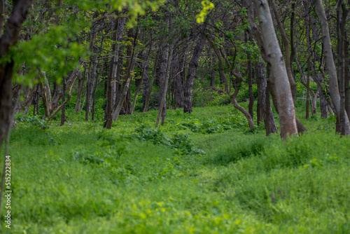 bright green meadow and dense forest