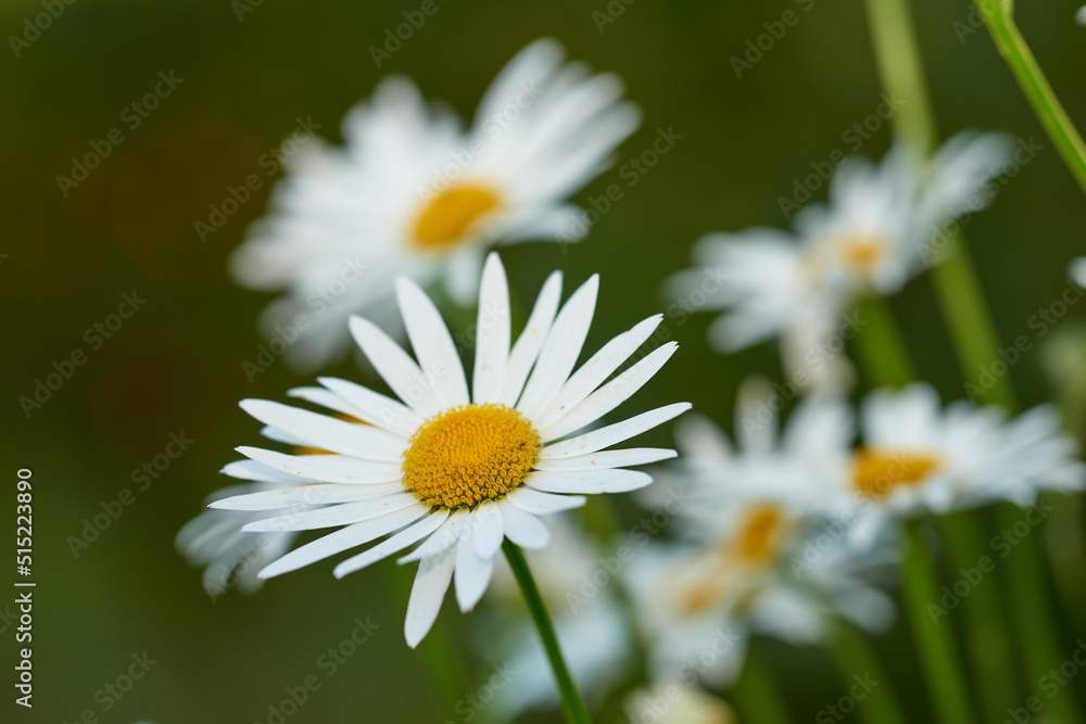 Daisy flower growing in a garden against a blurred background. Closeup of a marguerite perennial flowering plant on a grassy field in spring. White flowers blooming in a green backyard garden Daisy flower growing in a garden against a blurred background. Closeup of a marguerite perennial flowering plant on a grassy field in spring. White flowers blooming in a green backyard garden