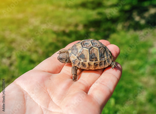 A tiny turtle sits on a man's palm. Blurred green background. Side view.