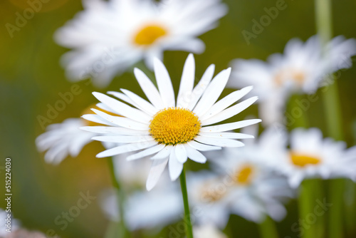 A close-up view of a daisy with long leaves  yellow in the center of it  and with a stem. Group of white flowers shining in the sunlight. Chamomiles flower in the meadow.