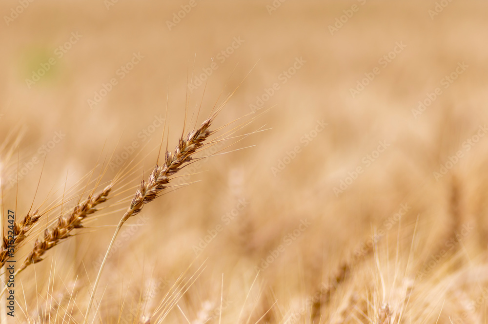 Fototapeta premium 黄金色の麦畑