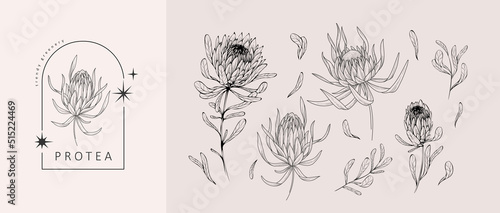 Foto Set of luxury protea flowers and logo