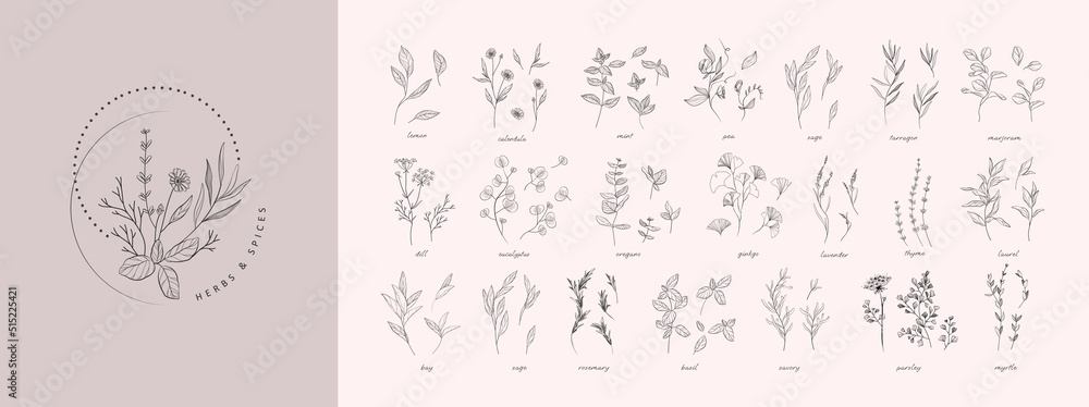 Vector hand drawn herbs and spices set. Vintage trendy botanical elements. Hand drawn line leaves branches and blooming. . Vector trendy - obrazy, fototapety, plakaty 