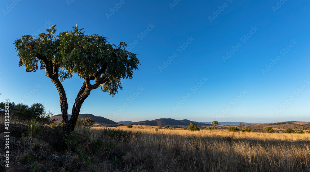 Green cabbage tree against clear blue sky