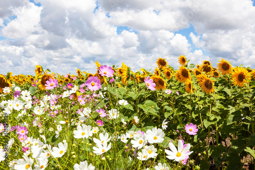 Cosmos and sun flowers under cumulus clouds