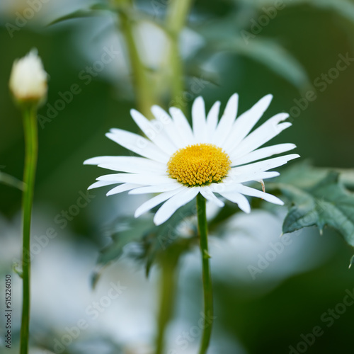 Green grass and chamomile in the meadow. Spring or summer nature scene with blooming white daisies in. Soft close up focus on the petals. Medical daisies panning - chamomile flowers in the breeze.