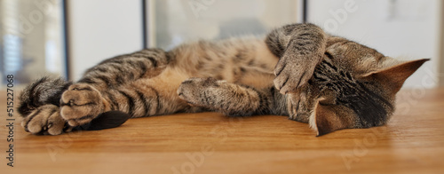 Cute tabby cat sleeping on a table at home. Funny pet domestic shorthair lying on a wooden surface, relaxing inside. Adorable spoiled striped brown kitten covering its face with paw while napping photo