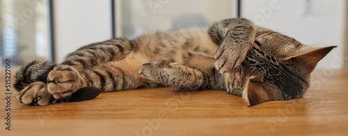 Obraz na plátně Cute tabby cat sleeping on a table at home