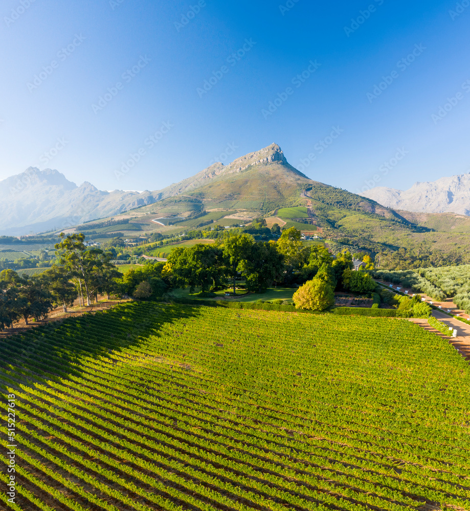 Aerial View of Vineyard with mountains in the background, Stellenbosch NU, Western Cape, South Africa. Aerial View of Vineyard with mountains in the background, Stellenbosch NU, Western Cape, South Africa.