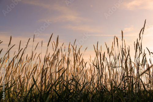 Low angle view of stalks of wheat silhouetted against a late afternoon sky in rural area 