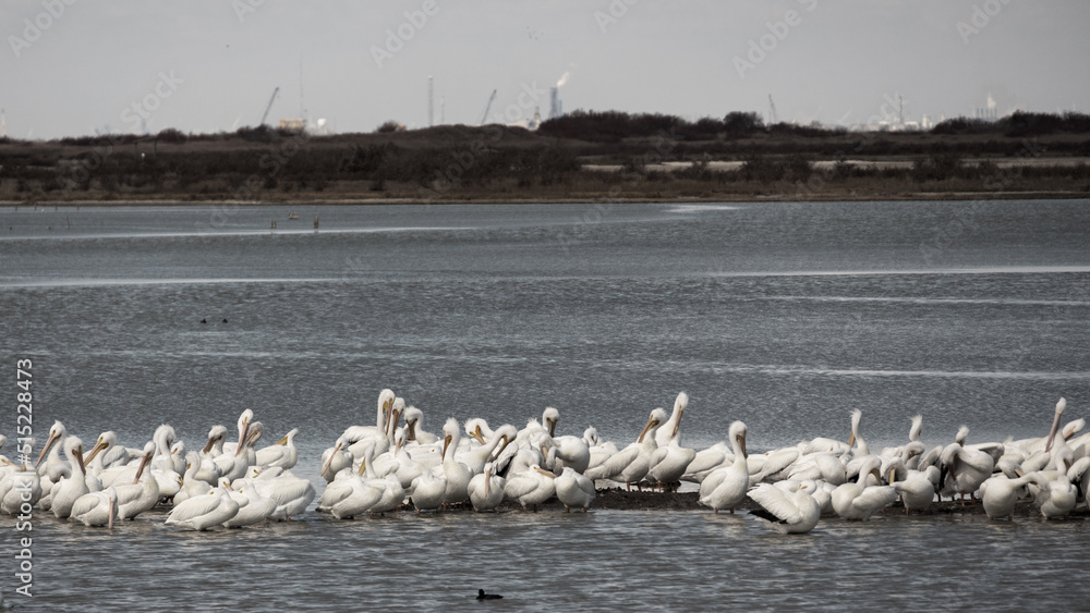 Pod of white pelicans resting on a storm island along Intracoastal Waterway, near Corpus Christi Texas  