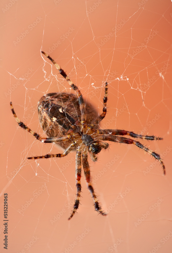The Walnut Orb-weaver Spider or Nuctenea Umbratica on a web isolated against a blurred red brick wall. A spider of the Araneidae species hunting. Closeup of striped brown arachnid in nature The Walnut Orb-weaver Spider or Nuctenea Umbratica on a web isolated against a blurred red brick wall. A spider of the Araneidae species hunting. Closeup of striped brown arachnid in nature