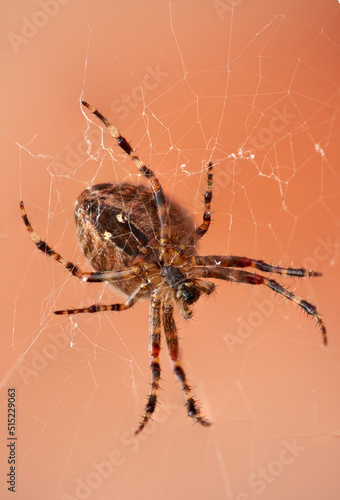 The Walnut Orb-weaver Spider or Nuctenea Umbratica on a web isolated against a blurred red brick wall. A spider of the Araneidae species hunting. Closeup of striped brown arachnid in nature