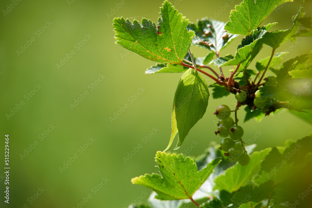 Closeup of unripe green currants on leafy branch against green blurry background in nature. Red or black berries growing in meadow in early spring. Small fruits of a wild bush outside with copyspace Closeup of unripe green currants on leafy branch against green blurry background in nature. Red or black berries growing in meadow in early spring. Small fruits of a wild bush outside with copyspace