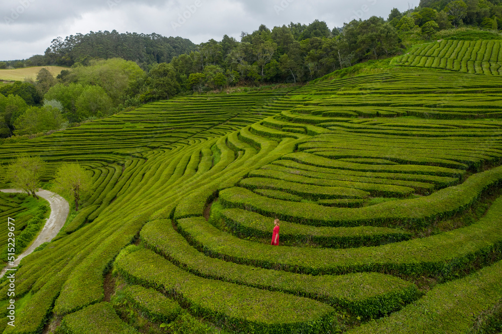 Aerial View of woman in tea plantation, Gorreana Tea Factory, Sao Bras, Maia, Azores, Portugal. Aerial View of woman in tea plantation, Gorreana Tea Factory, Sao Bras, Maia, Azores, Portugal.