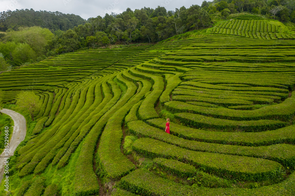 Aerial View of woman in tea plantation, Gorreana Tea Factory, Sao Bras, Maia, Azores, Portugal. Aerial View of woman in tea plantation, Gorreana Tea Factory, Sao Bras, Maia, Azores, Portugal.