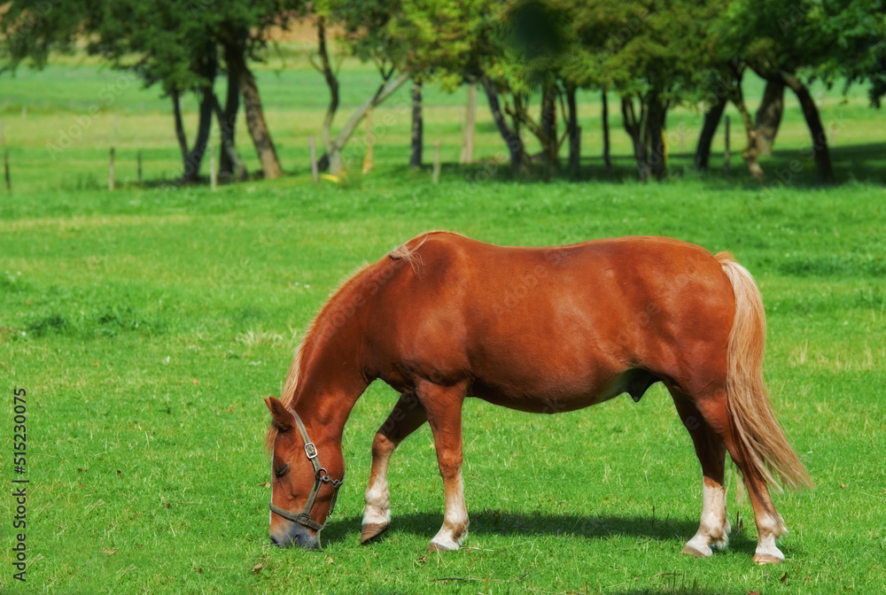 Beautiful brown horse grazing grassland pasturage on a farm during a summer day. Mammal feeding on lush green grass with trees or nature in the background. Animal standing in a green meadow or field Beautiful brown horse grazing grassland pasturage on a farm during a summer day. Mammal feeding on lush green grass with trees or nature in the background. Animal standing in a green meadow or field