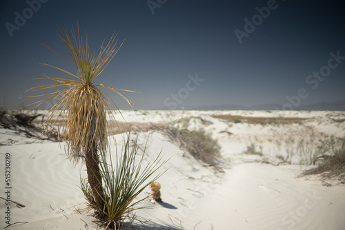 Fototapeta Naklejka Na Ścianę i Meble -  White sand dunes flora