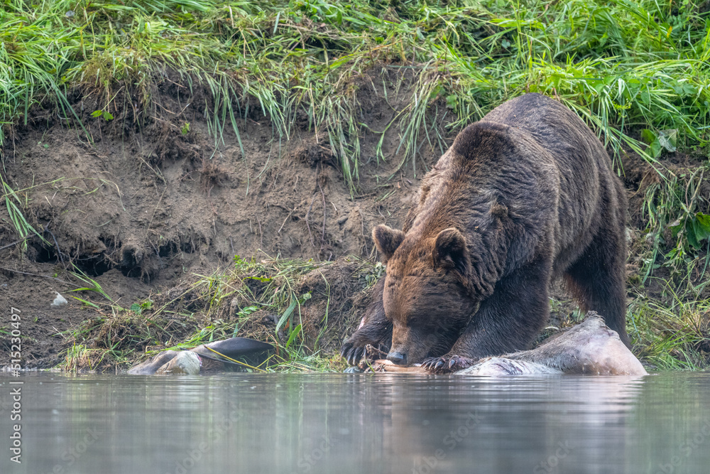 A Brown Bear (Ursus arctos) eating a hunted Red Deer (Cervus elaphus). Bieszczady, Carpathians, Poland. A Brown Bear (Ursus arctos) eating a hunted Red Deer (Cervus elaphus). Bieszczady, Carpathians, Poland.