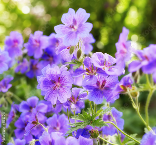 Geraniums flowers in a garden in summer. Closeup of beautiful purple cranesbill flower blossoming  growing in a serene environment. Group of vibrant  delicate  fresh flower heads on a bush in nature