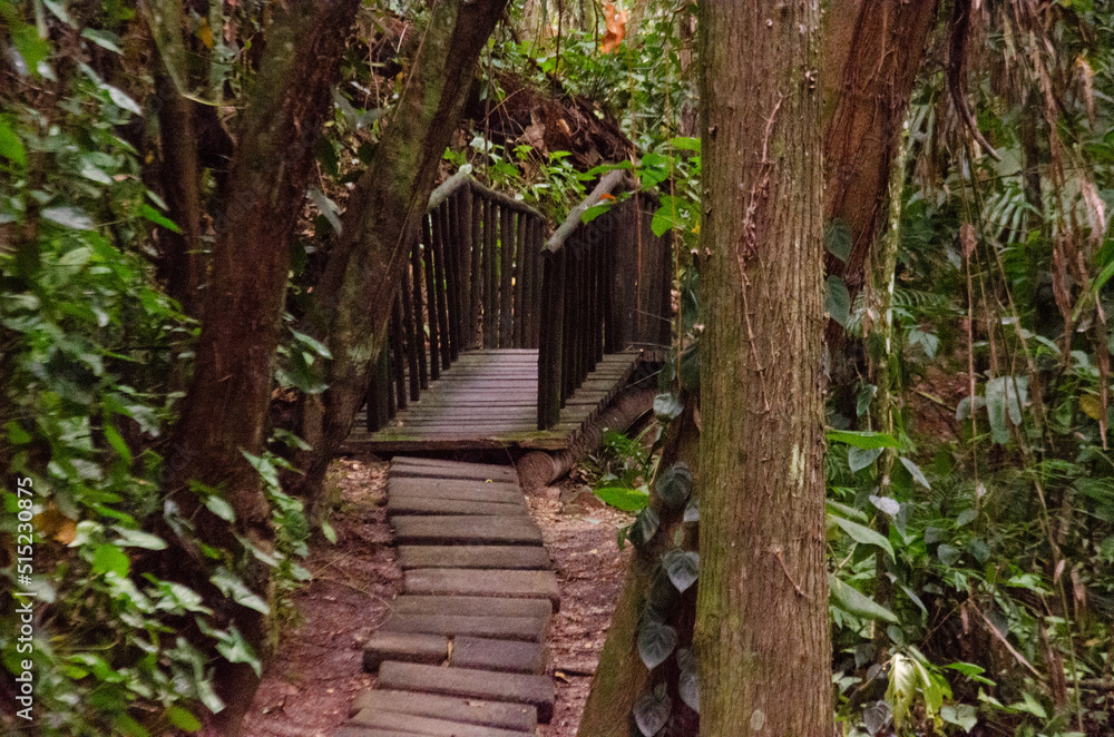 Obraz premium Wooden bridge, surrounded by trees. Way of St. James, in Águas de São Pedro. Tourist point of Estancia de Águas de São Pedro.