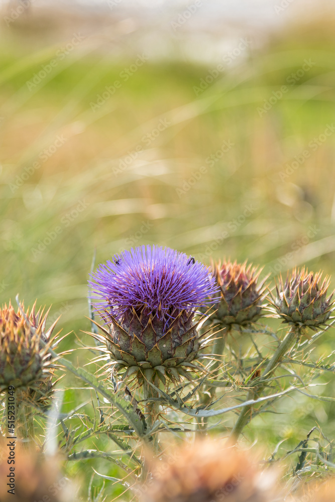 Vertical photo flowering thistle artichoke with violet flowers and green leaves. Botanical name Cynara cardunculus