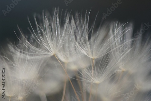 Tenderness and lightness. Dandelion seeds