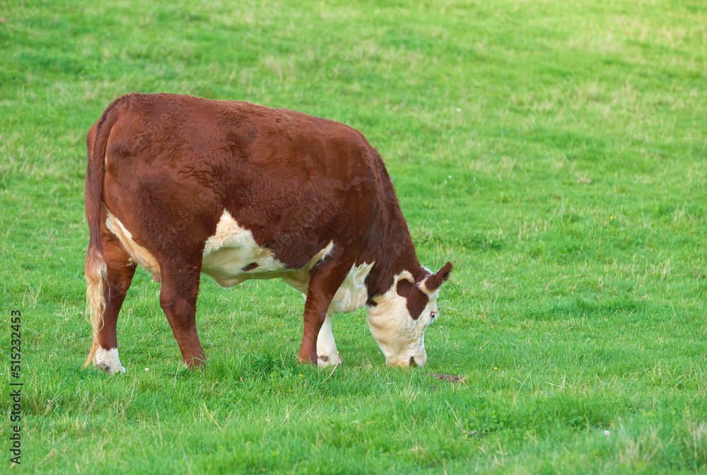 Breeding bovine animals for cattle farming on a meadow to produce milk or beef. Livestock grazing for food on open land in nature. Copy space with cow eating grass on a field on a sunny day outdoors Breeding bovine animals for cattle farming on a meadow to produce milk or beef. Livestock grazing for food on open land in nature. Copy space with cow eating grass on a field on a sunny day outdoors