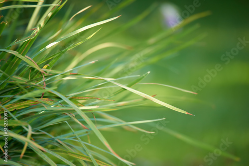 Zoom on fresh grass growing on a field or park on a sunny day. Long  untrimmed lawn in need of a cut or maintenance. Fresh wild spring grass growing outside. Uncut nature wallpaper with copyspace