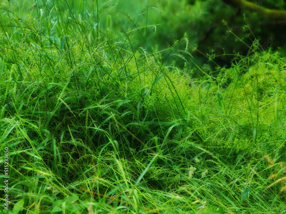 Closeup of long green grass with lush sedge growing in a garden or a swamp in summer. A mass of tall leafy weeds in a forest. An overgrown lawn in a backyard for a fresh, moist vegetative environment Closeup of long green grass with lush sedge growing in a garden or a swamp in summer. A mass of tall leafy weeds in a forest. An overgrown lawn in a backyard for a fresh, moist vegetative environment