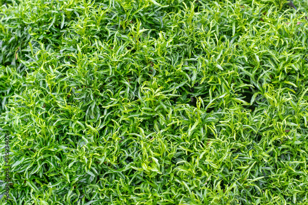 Close up top view of green decorative leaves for natural background Close up top view of green decorative leaves for natural background