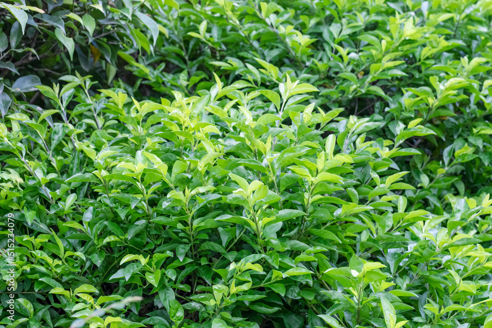 Green decorative plant with young branches and leaves close up inside of a botanical garden Green decorative plant with young branches and leaves close up inside of a botanical garden