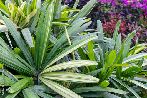 Decorative palm leaves close up shot inside of a botanical garden