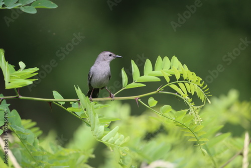 Grey catbird perched on a thorny branch