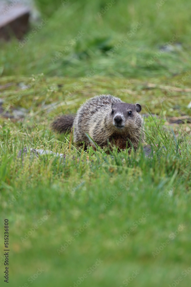 A young groundhog exploring in springtime A young groundhog exploring in springtime