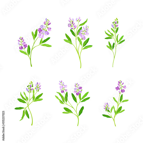 Alfalfa plants set. Medicago sativa or lucerne twigs with flowers and leaves. Superfood, ayurvedic medical herb vector illustration
