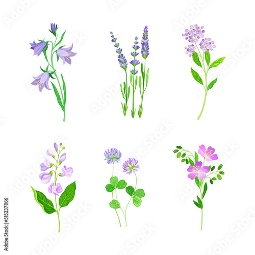 Beautiful field blooming flowers set. Herbaceous meadow flowering plants vector illustration