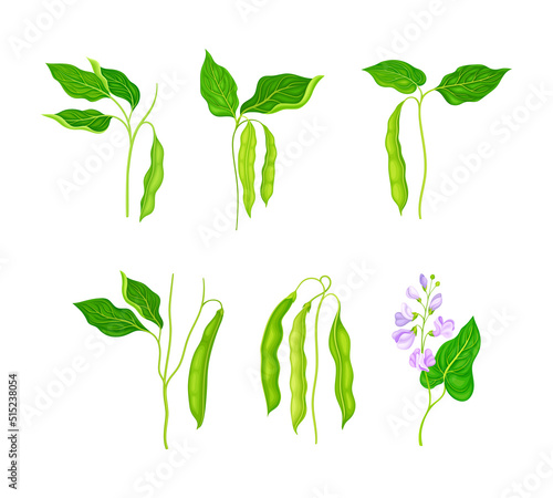 Legume plants with green pods and flowers set vector illustration