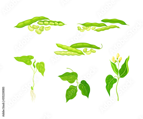 Legume plants set. Green ripe pods of soybean plant vector illustration