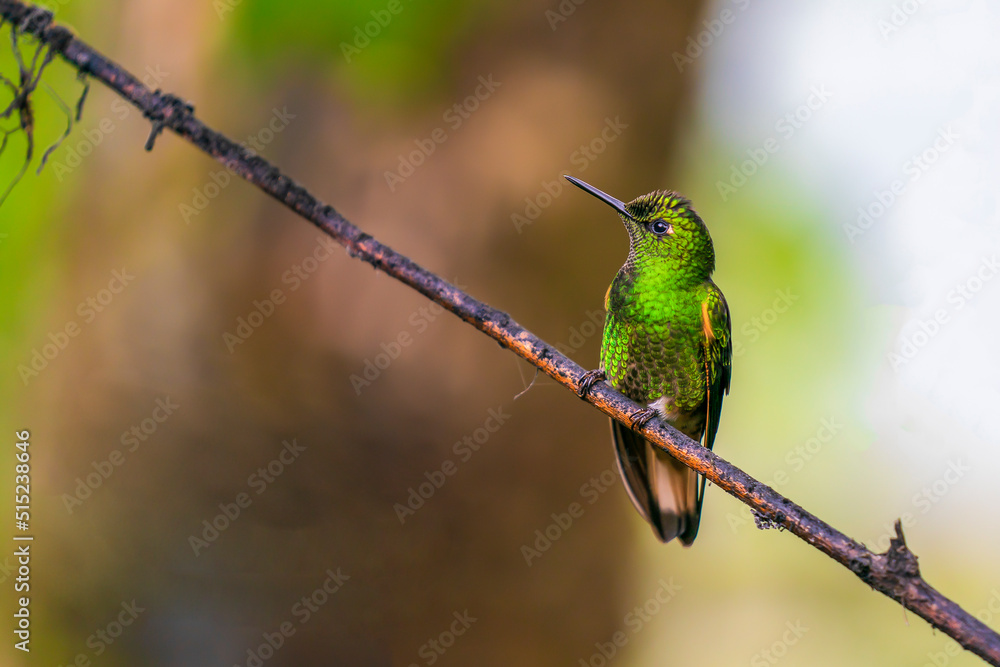 Fototapeta premium hummingbird on a branch in the forest