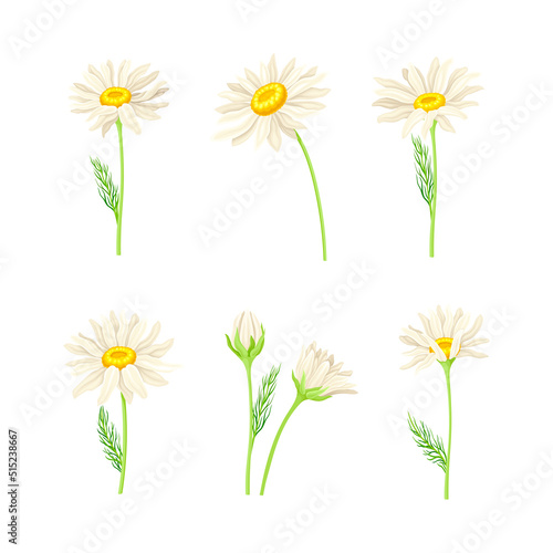 Set of beauty chamomile daisy flowers with leaves. Healing herb for herbal tea, natural cosmetics, aromatherapy, homeopathy design vector illustration