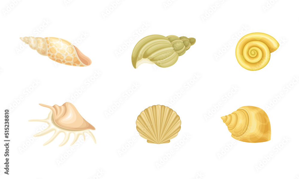 Tropical sea shells set. Nature aquatic underwater shells. Summer travel objects vector illustration