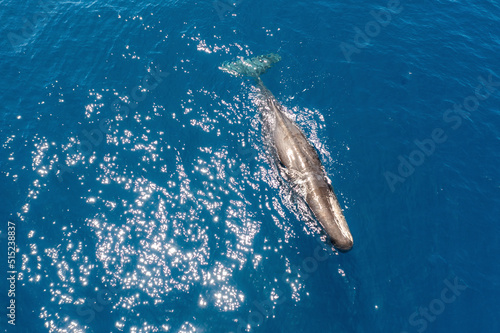 Aerial view of a sperm whale, Atlantic Ocean, Sao Miguel, Azores, Portugal. photo