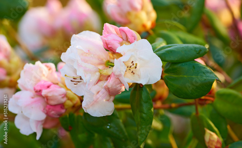 Closeup of pink flower blossoms in a park in spring outside. Rhododendron blooms about to open growing in a bush against a blurred green background in a botanical garden. New seasonal growth