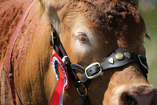 Champion cattle on show at Lincolnshire showground. 2022