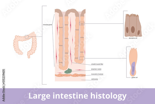 Large intestine histology. Large intestine tissue with visualized intestinal gland, fibers, absorptive cell, and goblet cell. Partial visualization of digestive tissue cross-section.