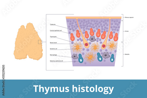 Thymus histology.	Visualization of thymus tissue including thymocytes, trabecula, medulla, blood vessels and cortical epithelial cell. It is a specialized primary lymphoid organ of the immune system.
