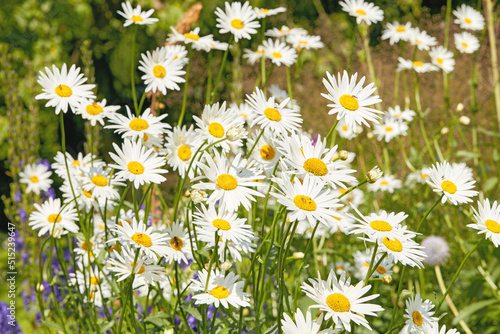 Closeup of white daisy in field of flowers outside during summer day. Zoomed in on blossoming plant growing in the garden and backyard in spring. Small beautiful little elegant wild Marguerite flower