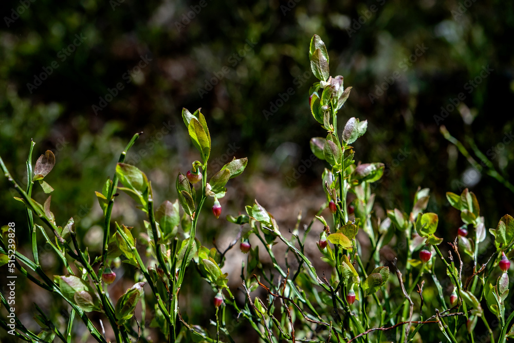European blueberry wild plant with red immature berries European blueberry wild plant with red immature berries