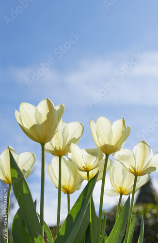 Tulips in bloom on a warm summers day. Seasonal growth encourages change and symbolises opportunity  endurance and success. Seasonal flowers symbolising romance  love  beauty and courage